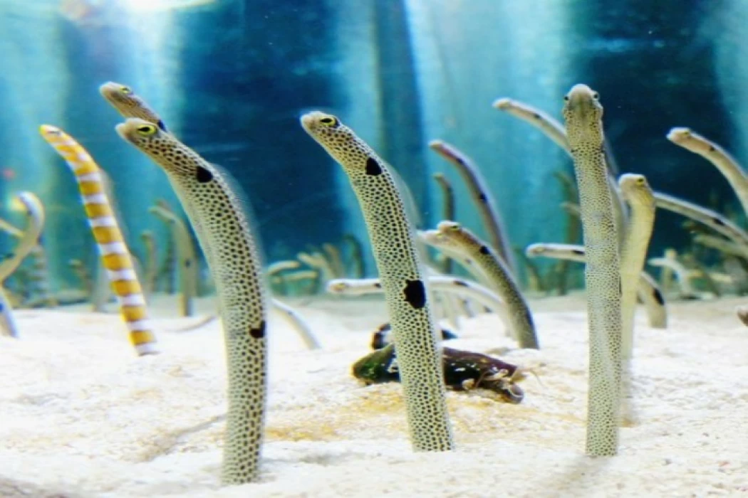 Eel Garden in Dahab